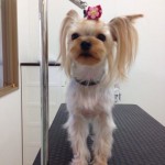 ヨーキー　陽花ちゃん２６７